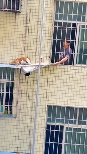 Спасение котика