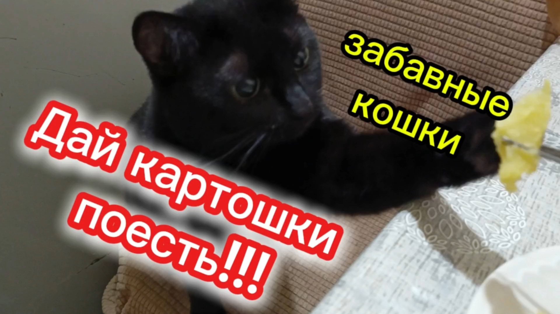ЗАБАВНЫЕ КОШКИ. смотреть онлайн