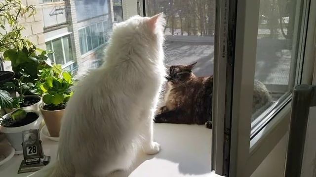 Леся и Сёма - Разборки за место смотреть онлайн