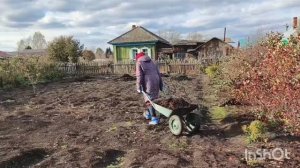 28-10-2025 собираю последний  урожай