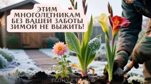 Эти многолетники – настоящие звезды сада, но без вашей заботы зимой им не выжить!