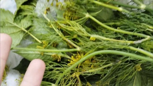 Закатываем огурцы 🥒 (летние видео 🎞️)