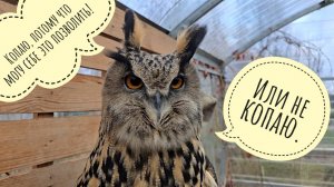 Сова Ёль делает вид, что больше не копает ямки. Разглядываю последние листики в саду