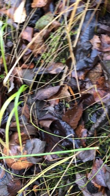 Громадный маслёнок и в хорошем качестве. (26.10. 2025 год) г. Архангельск смотреть онлайн