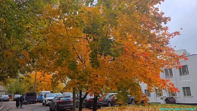 Золотые краски осени! 🍁🍁🍁 смотреть онлайн