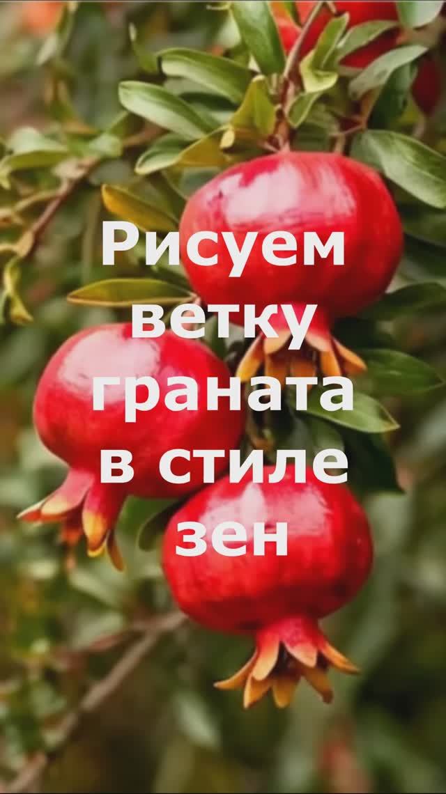 Гранат в стиле ЗЕН быстрая раскраска. Ветка с гранатом. смотреть онлайн