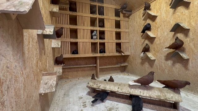 Голуби Коткова А.П., г. Бугуруслан Красные белохвостые смотреть онлайн