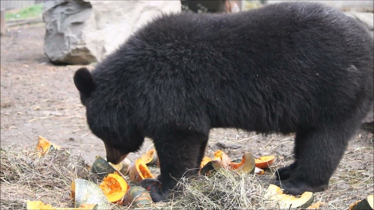 Уссурийские белогрудые медвежата всегда находят себе занятие 27.10.2025 смотреть онлайн