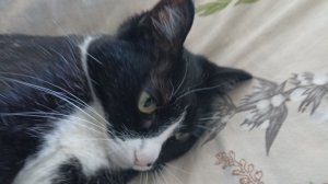 Няша - Мне этот мир абсолютно понятен