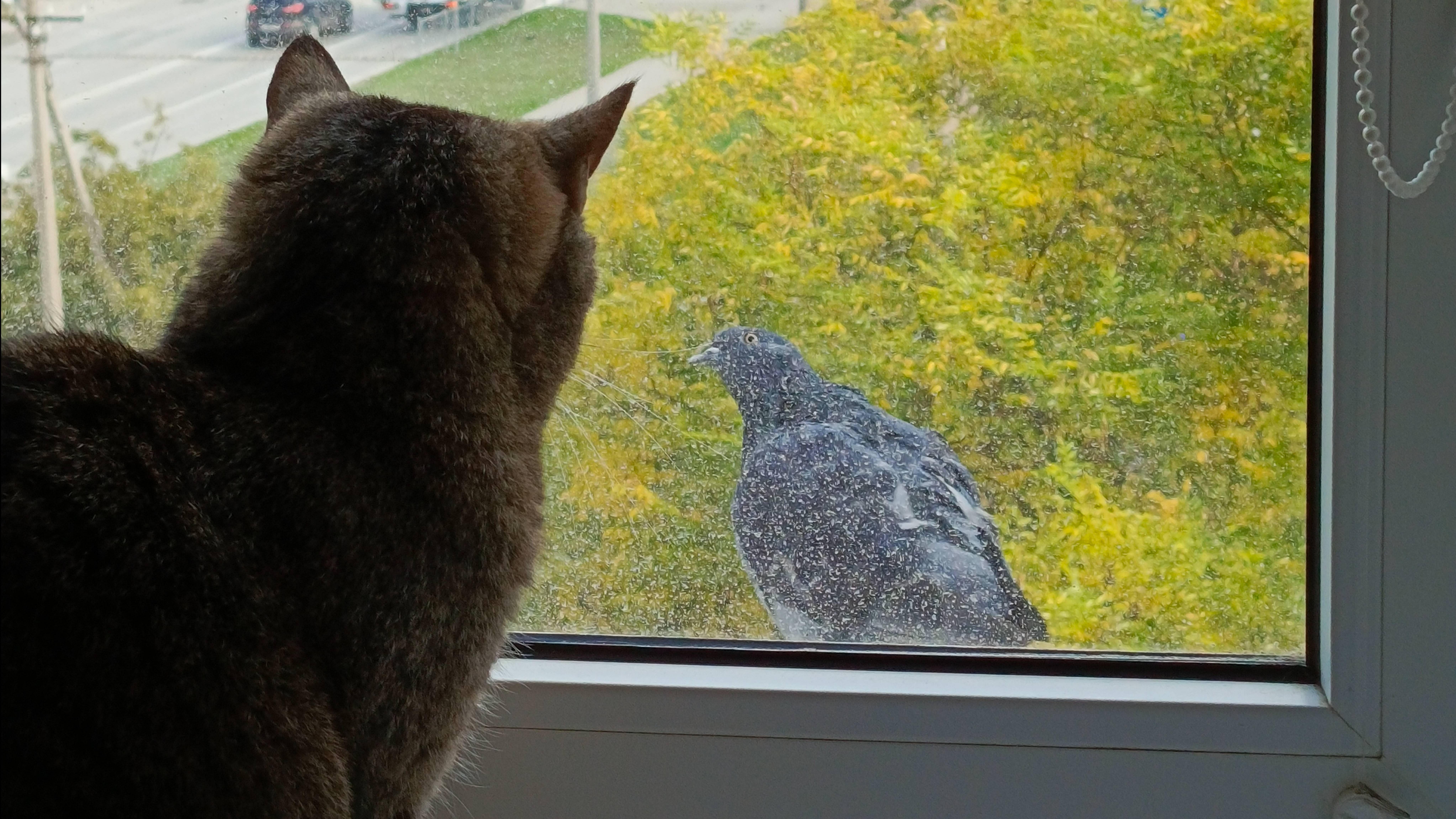 Голубь с кошкой в гляделки играют 👀 смотреть онлайн