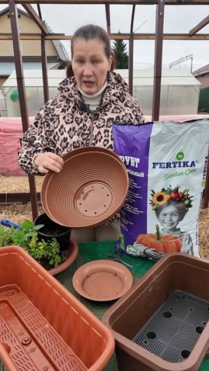 ЧАЙНЫЙ САД НА ПОДОКОННИКЕ - ПРЯНЫЙ МИКС ИЗ САДА , ЗАБИРАЕМ ДОМОЙ