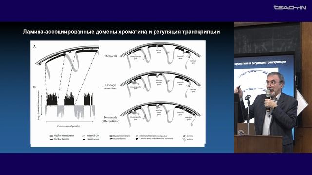 Киреев И.И. - Клеточная биология - 7. Ядерная оболочка. Ядерно-цитоплазматический транспорт смотреть онлайн