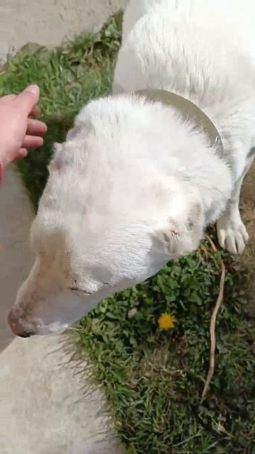 Обслуживание газовых котлов 🔥 Обучение обслуживанию и ремонту газовых котлов смотреть онлайн