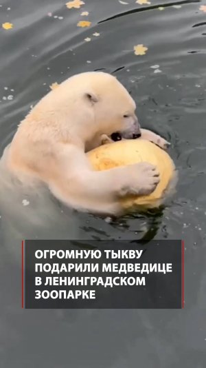 Огромная тыква для медведицы