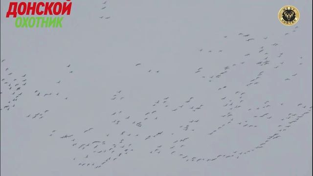 Охота на гуся 2025 - процесс пошел смотреть онлайн