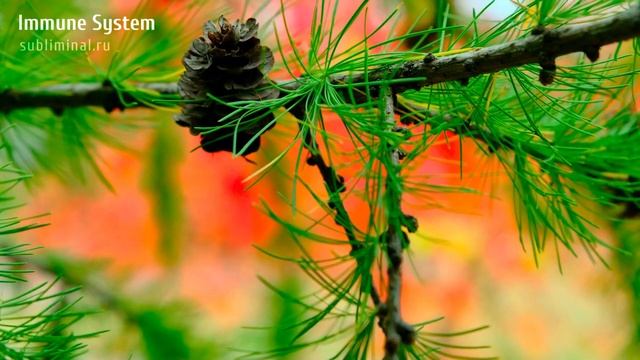 ИММУНИТЕТ*Иммунная Система. Усиление Иммунитета*Скрытые Аффирмации*Саблиминал смотреть онлайн