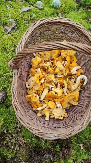 Осень 2025. Лес🌲🌳Грибы-лисички 🧺🍄 #тихаяохота #тихаяосень #лесное #nature #природа #грибы смотреть онлайн