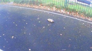 Последний дрифт осенью (все серии)