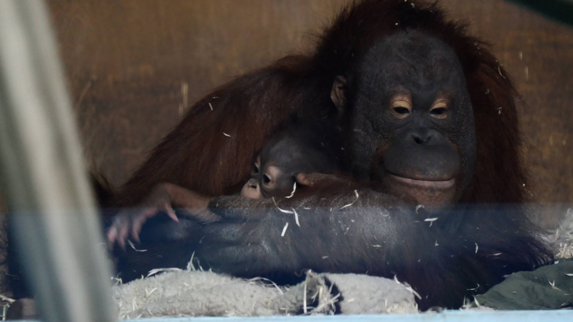 Орангутан Мишель с дочкой. смотреть онлайн