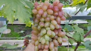 ПАЛЬЦЫ ЛЕШЕГО!!!🍇🍇🍇 НА 28.10.2025. Telegram, WhatsApp и Vlber +79528500417. ТЕЛ. +79054033245.