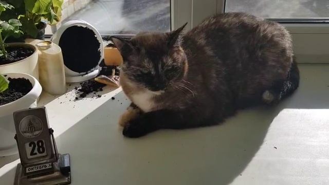 Леся и Сёма - Доигрались смотреть онлайн