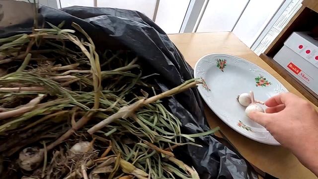 Яровой чеснок для хранения