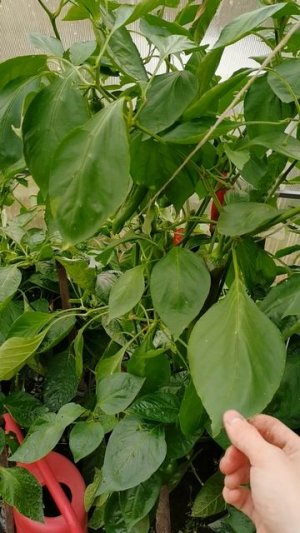 Перец Испанский сладкий очень урожайный буду сеять в 2026 году!