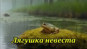 Лягушка невеста. Музыкальный клип