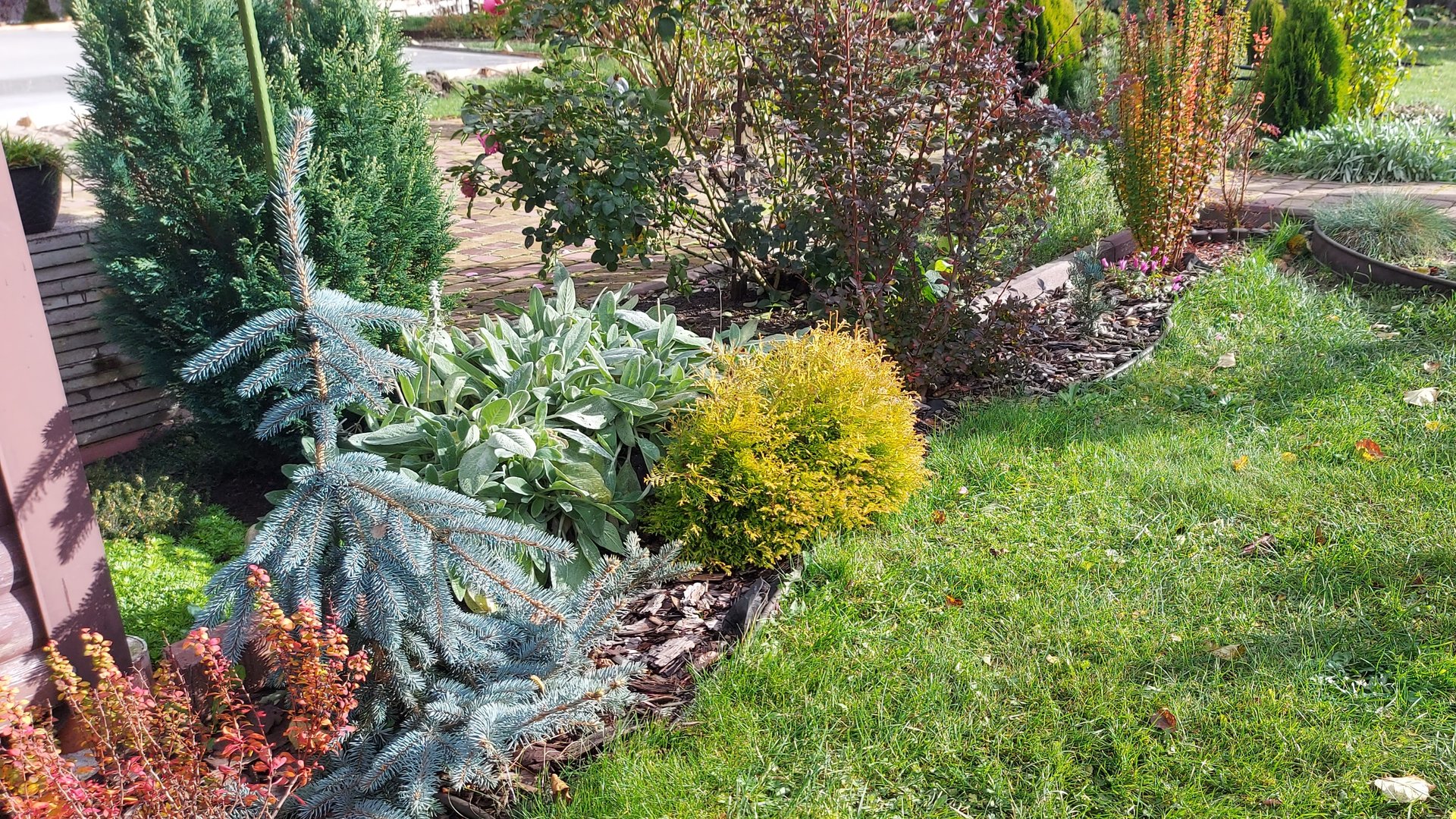 А вы любите хвойные растения?! Я очень🌲💚💙 Заходите,покажу свои сокровища🤗 смотреть онлайн