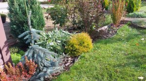 А вы любите хвойные растения?! Я очень🌲💚💙 Заходите,покажу свои сокровища🤗