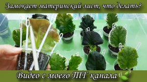 Для начинающих, подробно показываю что я делаю с замокшими материнскими листьями чтобы у деток ...