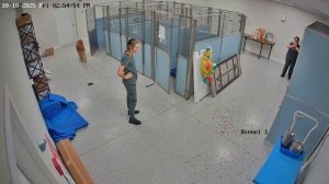 NEW! BRAIN TIME.  КОГДА ХОТЕЛ ПУШИСТОГО ДРУГА, А ПОЛУЧИЛ КАТАСТРОФУ