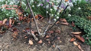 Обрезка гортензии метельчатой. Интересно ваше мнение.