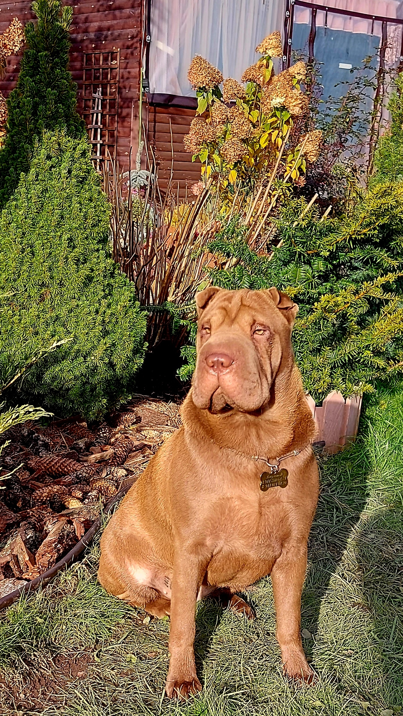 Шкодная Баська на даче🤎#шарпей Байса смотреть онлайн