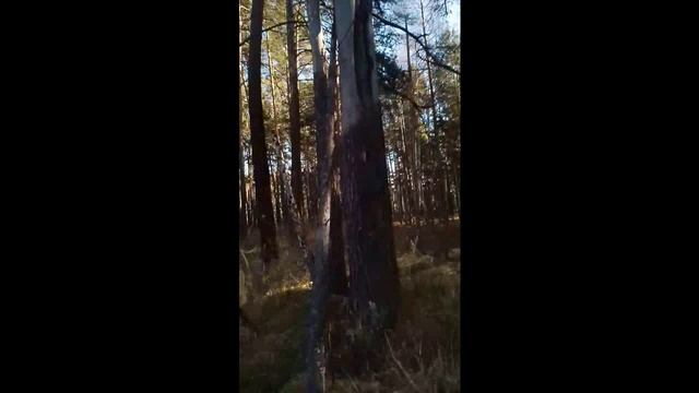 ПРОГУЛКА В ЛЕСУ смотреть онлайн