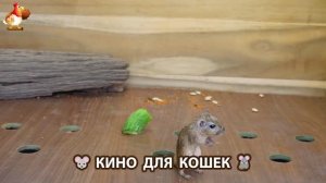 Видео для кошек про крысок развлекать питомцев 🐭🐀😂 (357)