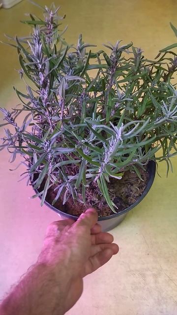 Лаванда узколистная