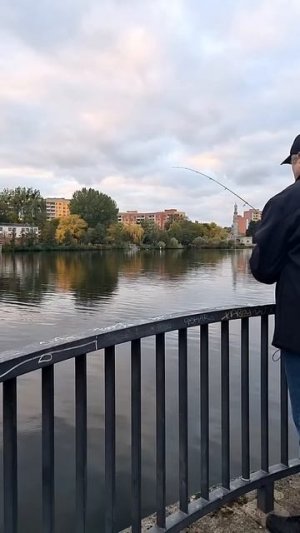 Розовый твистер решает всё! Вечерний окунь не устоял!