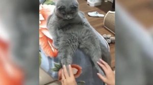 Приколы с животными. Подборка