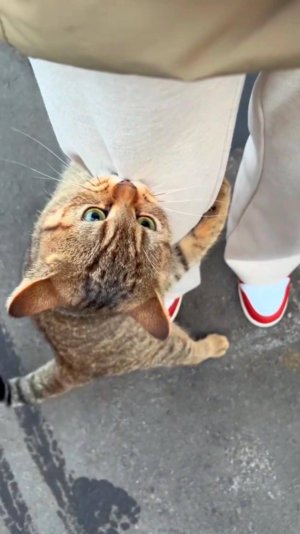 Забери Меня к Себе ДОМОЙ! 🙀 ОЗВУЧКА СМЕШНОГО КОТА 🔥 #говорящийкот #озвучка #угараю