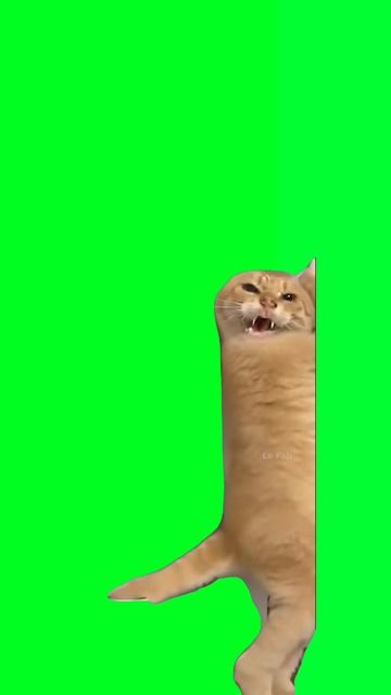 Рыжий кот танцует мем на зеленом фоне ИИ