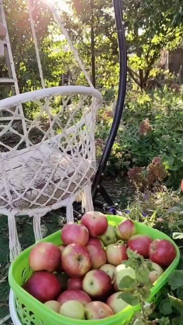 Собрали урожай