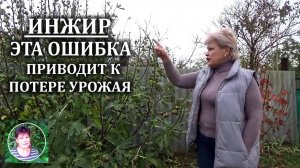 Выращивание инжира Эта ошибка гарантированно приведет к потере урожая инжира на 50%