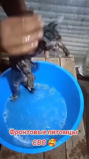 Фронтовые питомцы. смотреть онлайн