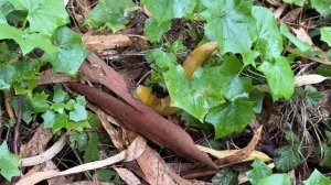 Калифорния, пошли грибы