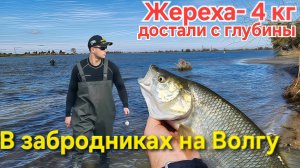 🔥Жереха 4 кг с глубины вытащили на мель ⚡️ в Забродниках на Волгу ! Рыбалка в Октябре - 2025 !!!