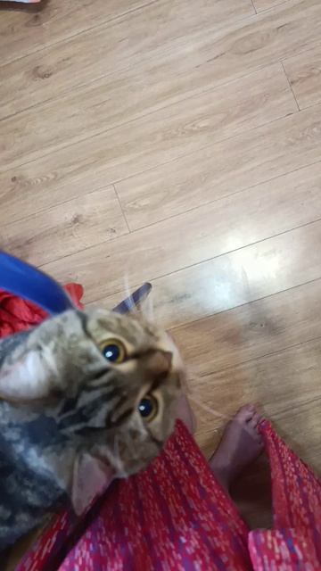 Барсик, скотина такая, синичку поймал #Охотник смотреть онлайн