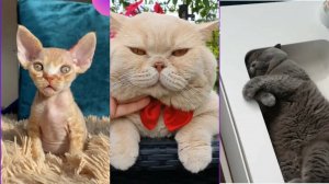 СМЕШНЫЕ КОТЫ, ЛУЧШИЕ ПРИКОЛЫ С КОТАМИ, КОШКИ, ЖИВОТНЫЕ