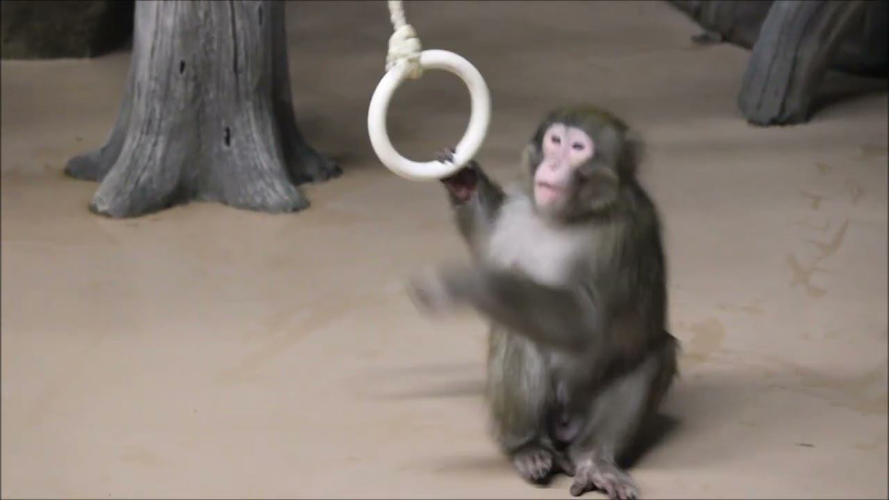Японские макаки Кайко и Китана уже привыкли друг к другу 27.10.2025 смотреть онлайн
