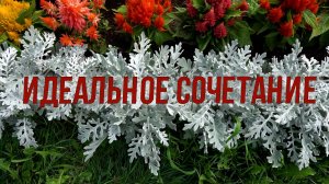 Цинерария. Декоративные цветники с цинерарией. Цветовые сочетания.